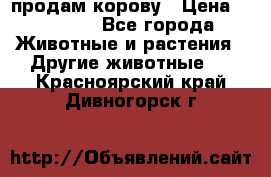 продам корову › Цена ­ 70 000 - Все города Животные и растения » Другие животные   . Красноярский край,Дивногорск г.